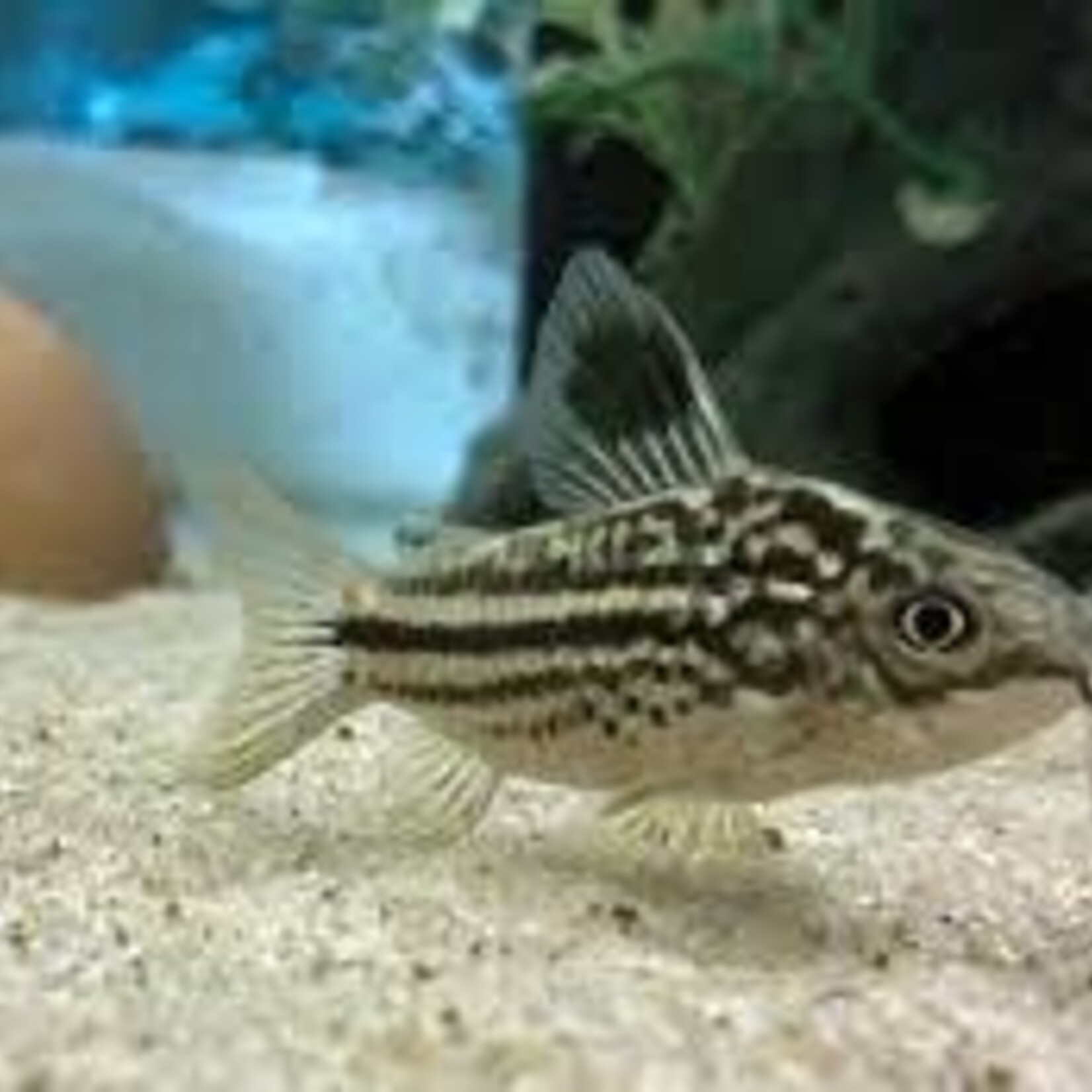 LIVE FISH - CORYDORA
