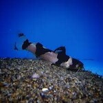 FISH - (NEW) Bumble Bee Catfish