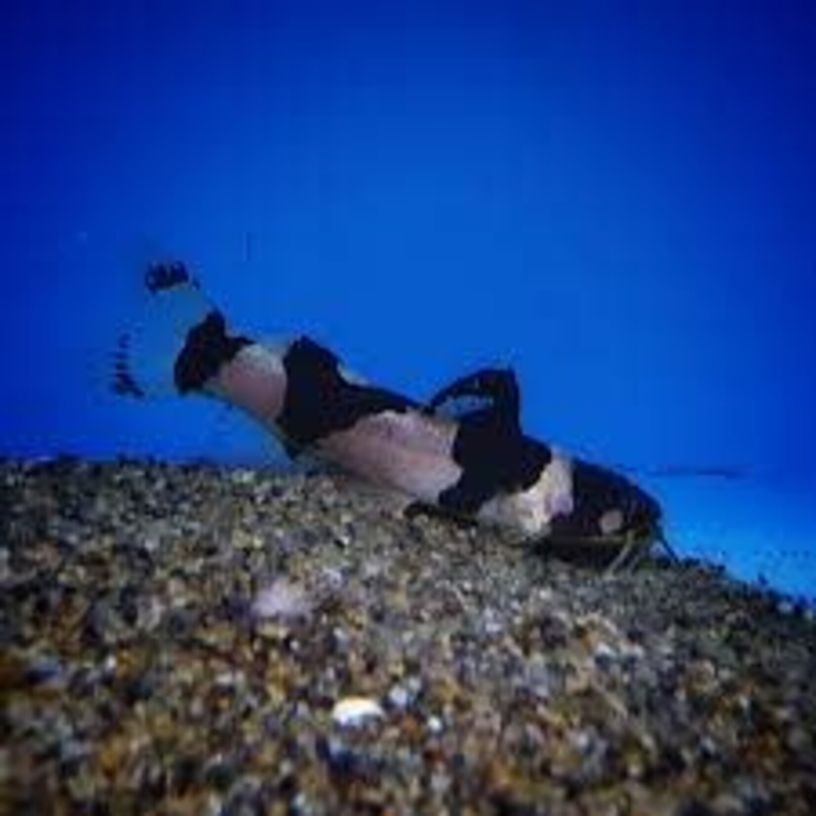 FISH - (NEW) Bumble Bee Catfish