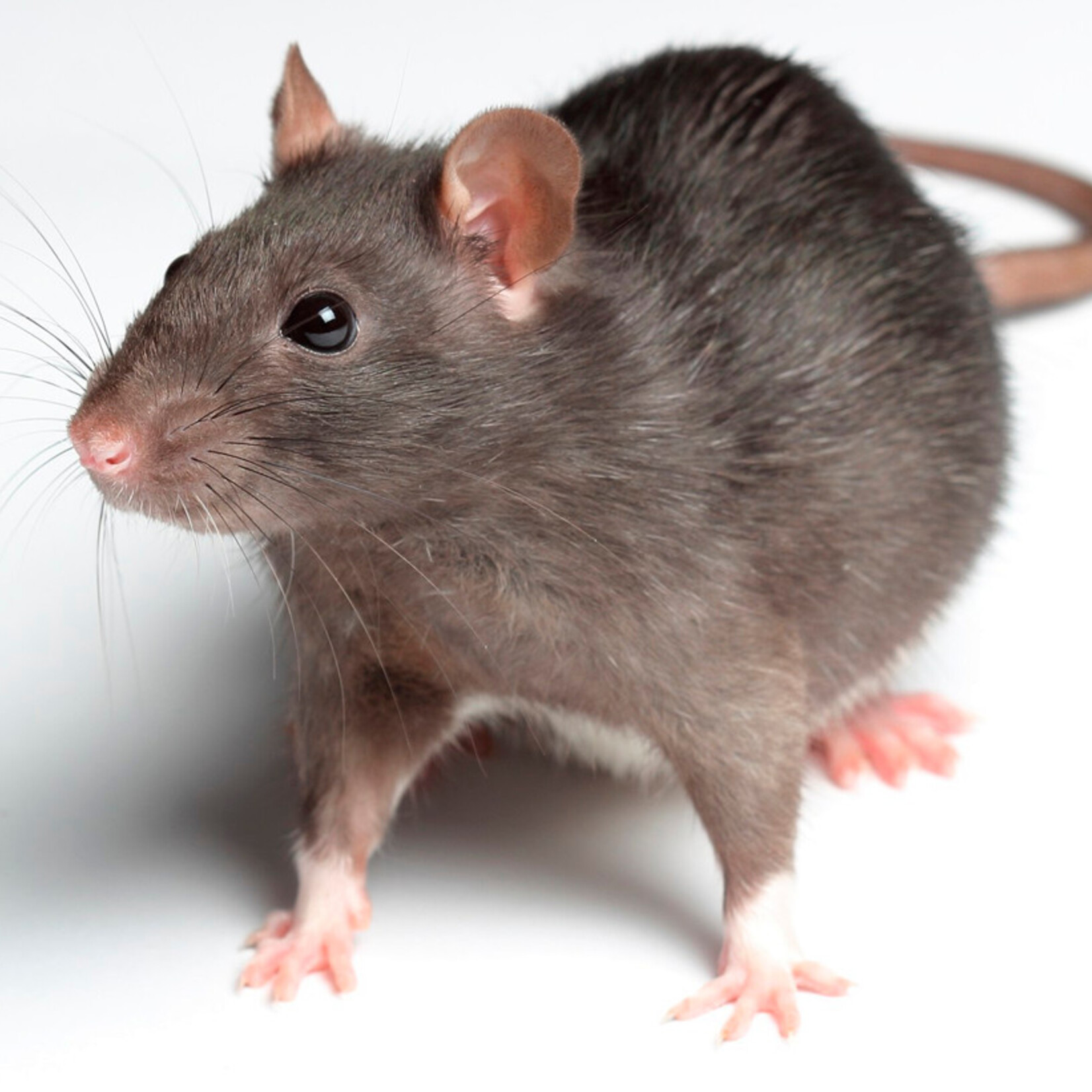 Frozen Rats