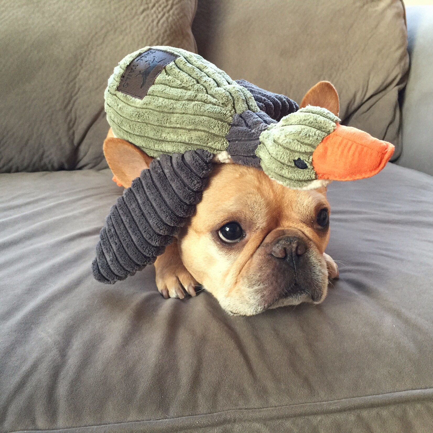 Tall Tails 12" Duck Dog Toy w/Squeaker