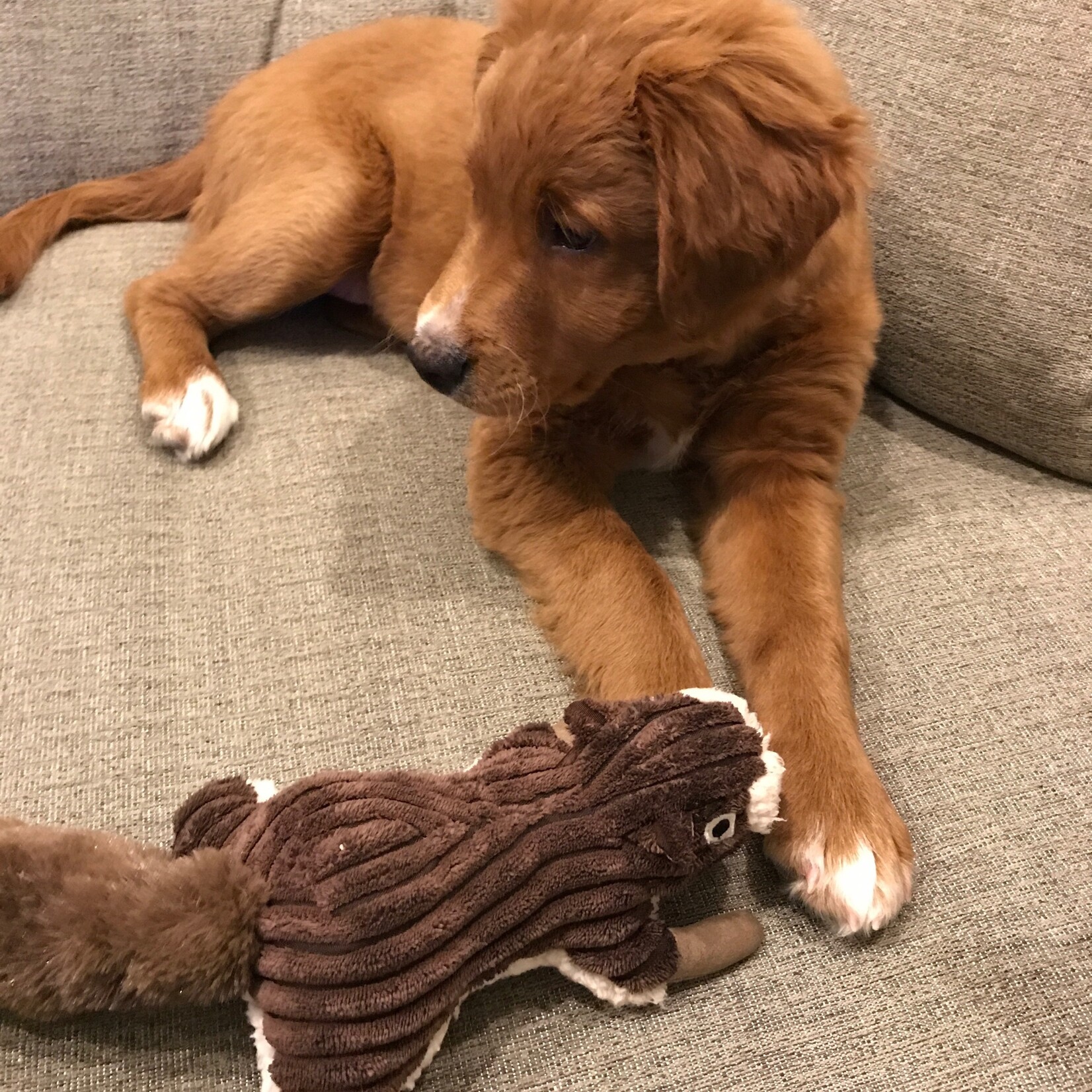 Tall Tails 5" Chipmunk Toy