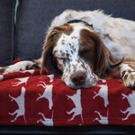 Tall Tails Fleece Dog Blanket 30x40 Red Icon