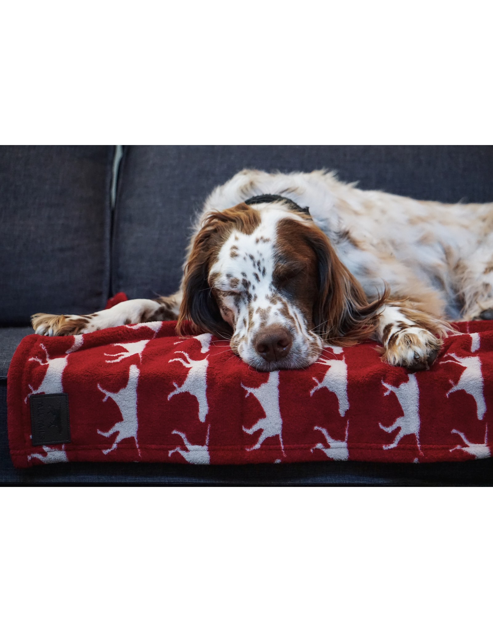 red dog blanket