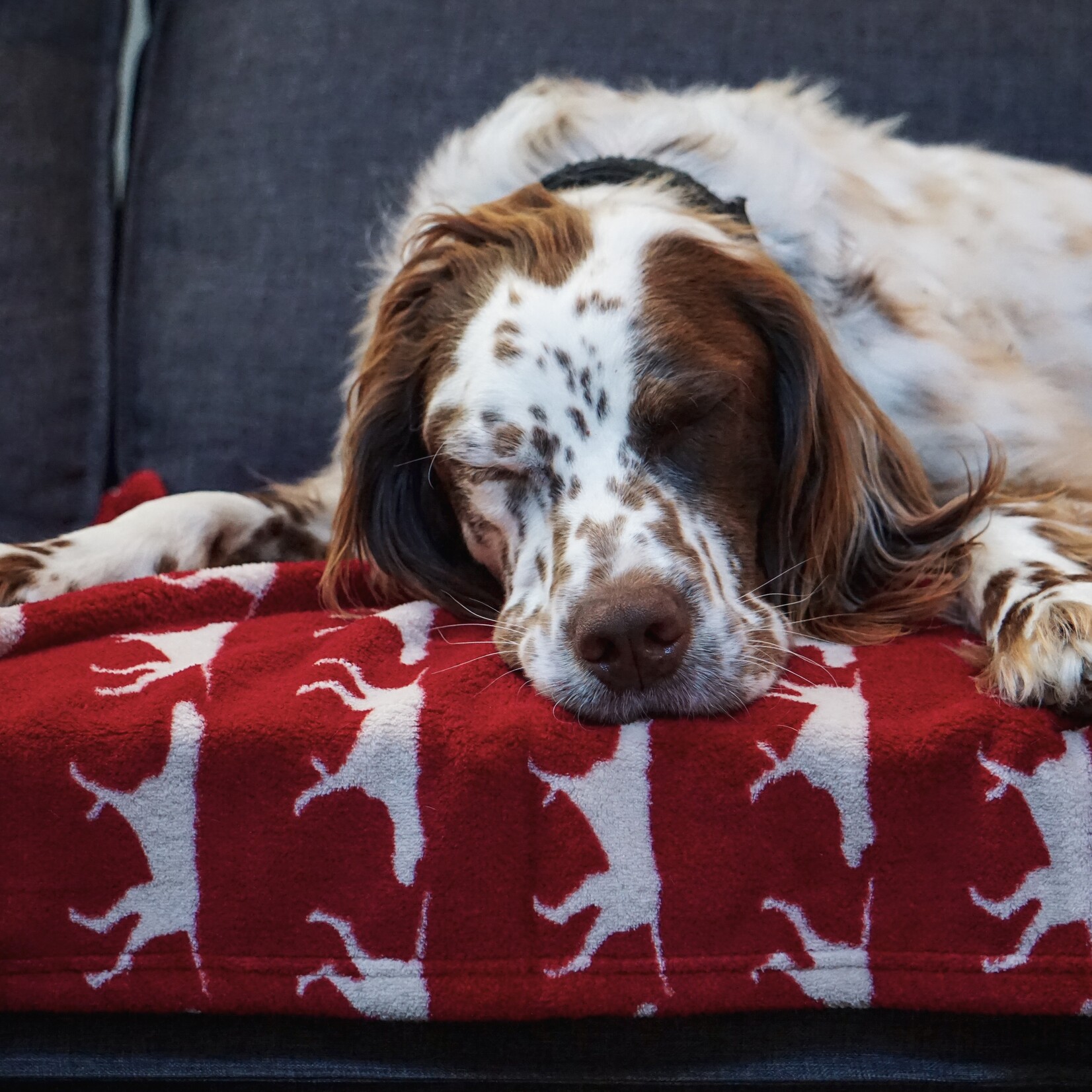 Tall Tails Fleece Dog Blanket 30x40 Red Icon