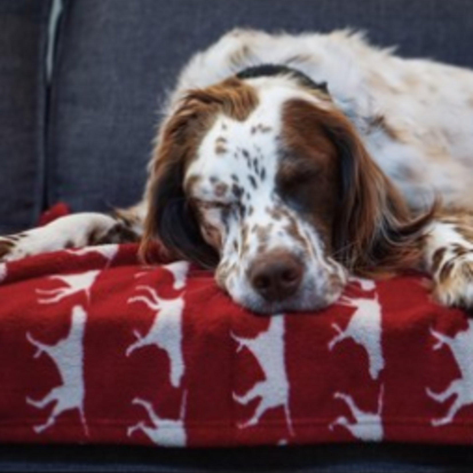 Tall Tails Fleece Dog Blanket 30x40 Red Icon