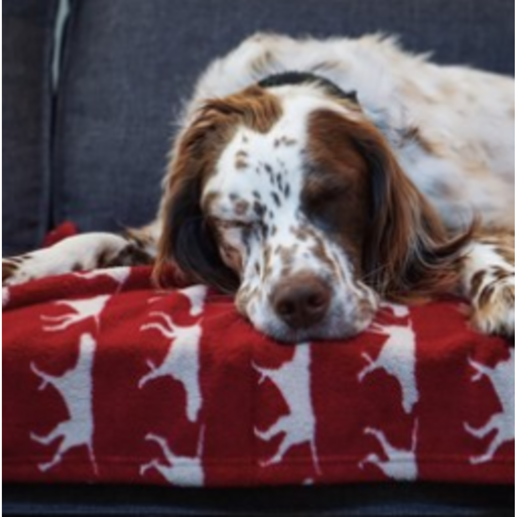 Tall Tails Fleece Dog Blanket 30x40 Red Icon