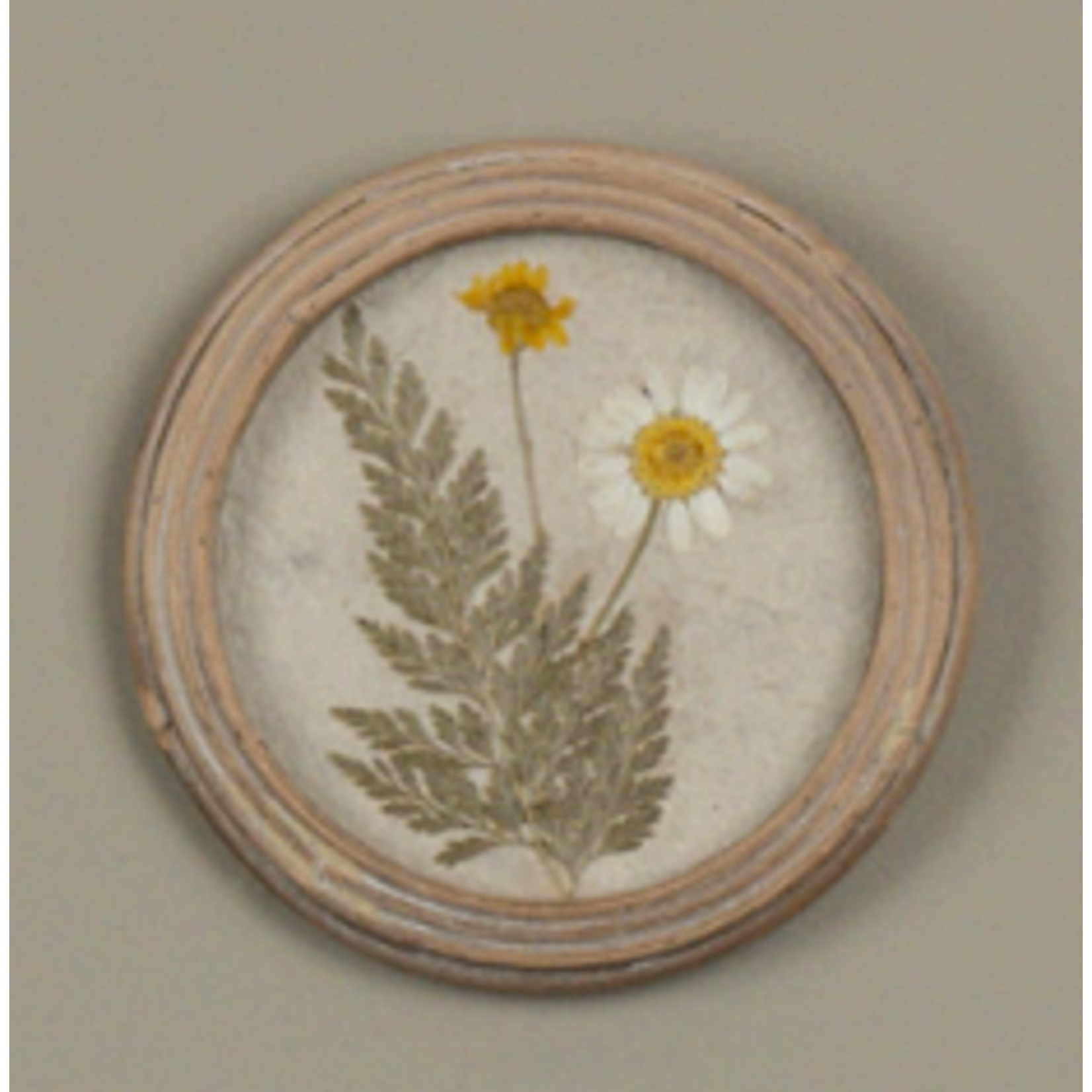5.25" Round Frame, Pressed White Flower