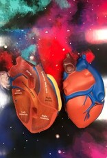 LEARNING EDUCATIONAL HEART MODEL