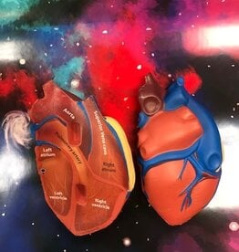 LEARNING EDUCATIONAL HEART MODEL