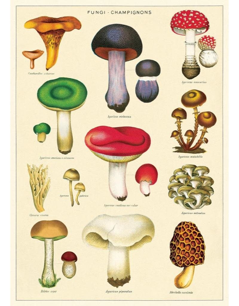 Cavallini Vintage Poster Kit Mushrooms 2