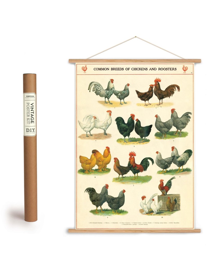 Cavallini Vintage Poster Kit Chickens