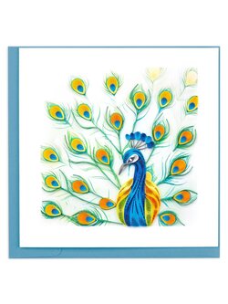Peacock Feather Display