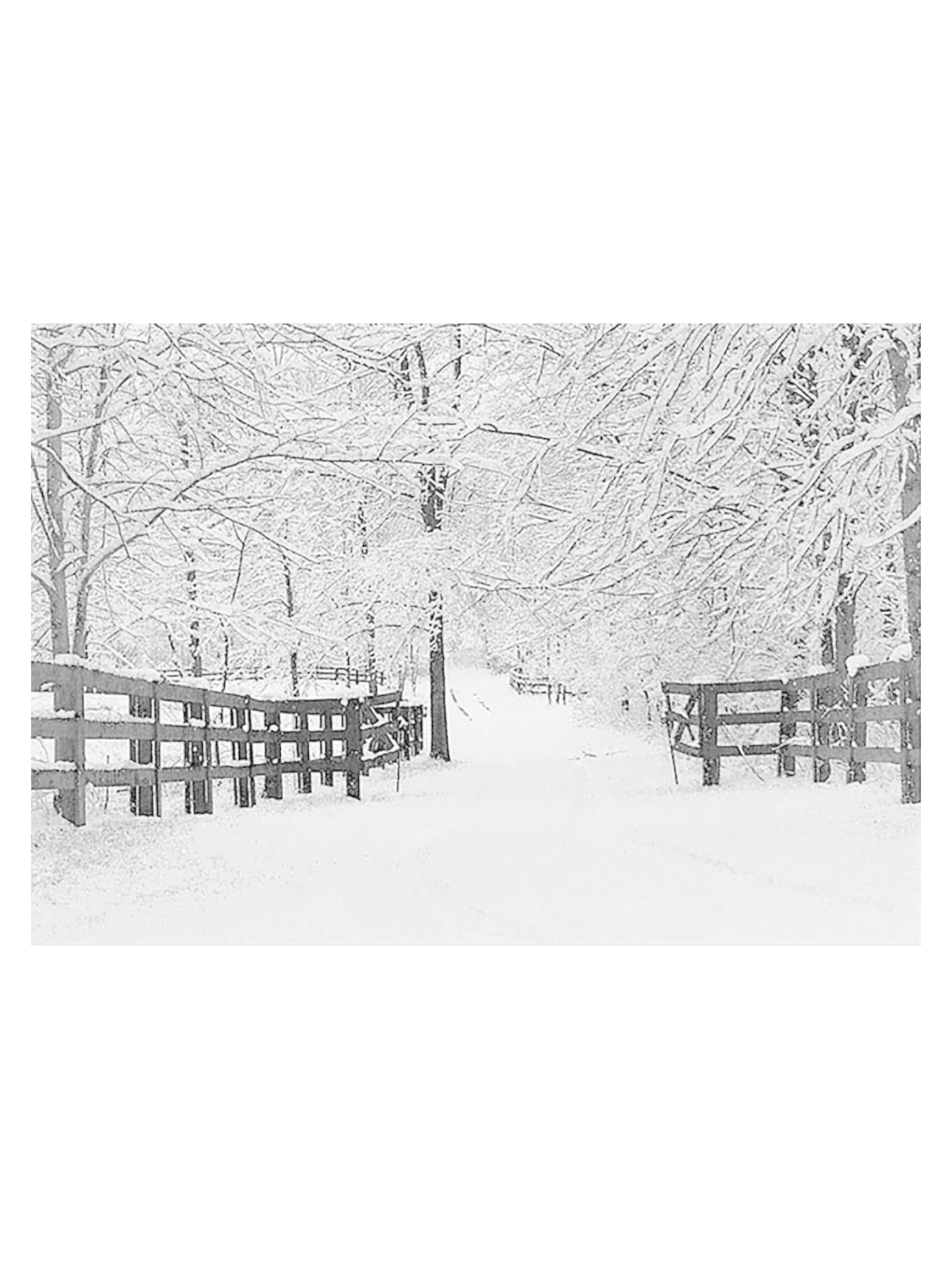 Peter Pauper Winter Tracks Small Boxed Holiday Cards