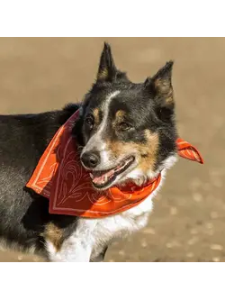 Dovetail Nailguns & Roses Bandana