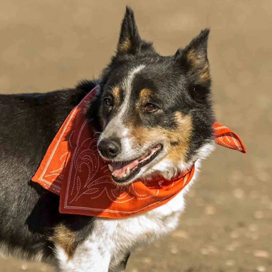 Dovetail Nailguns & Roses Bandana