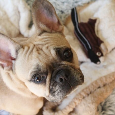 Plush Chipmunk with Squeaker 5"