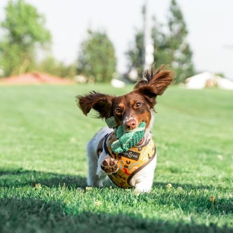 Plush Baby Turtle with Squeaker 4"