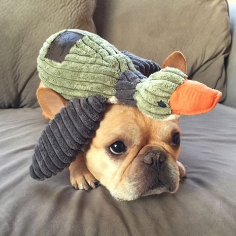 Plush Duck with Squeaker 12"