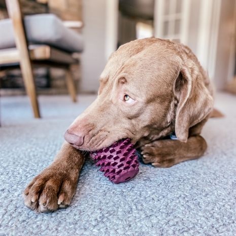 Natural Rubber Pinecone Toy