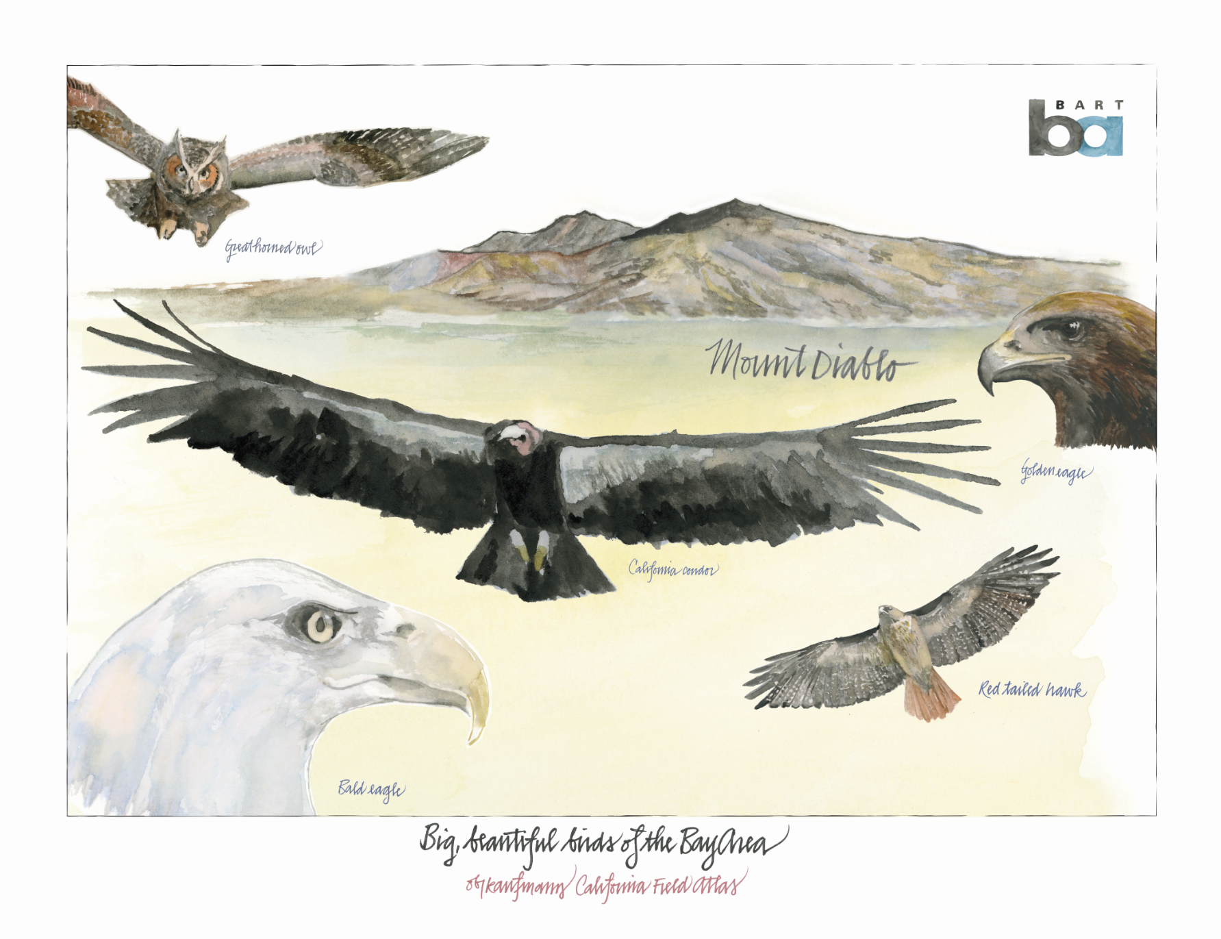 Fine Art Print - Birds of the Bay