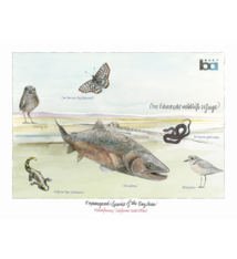 Fine Art Print - Endangered Species of the Bay
