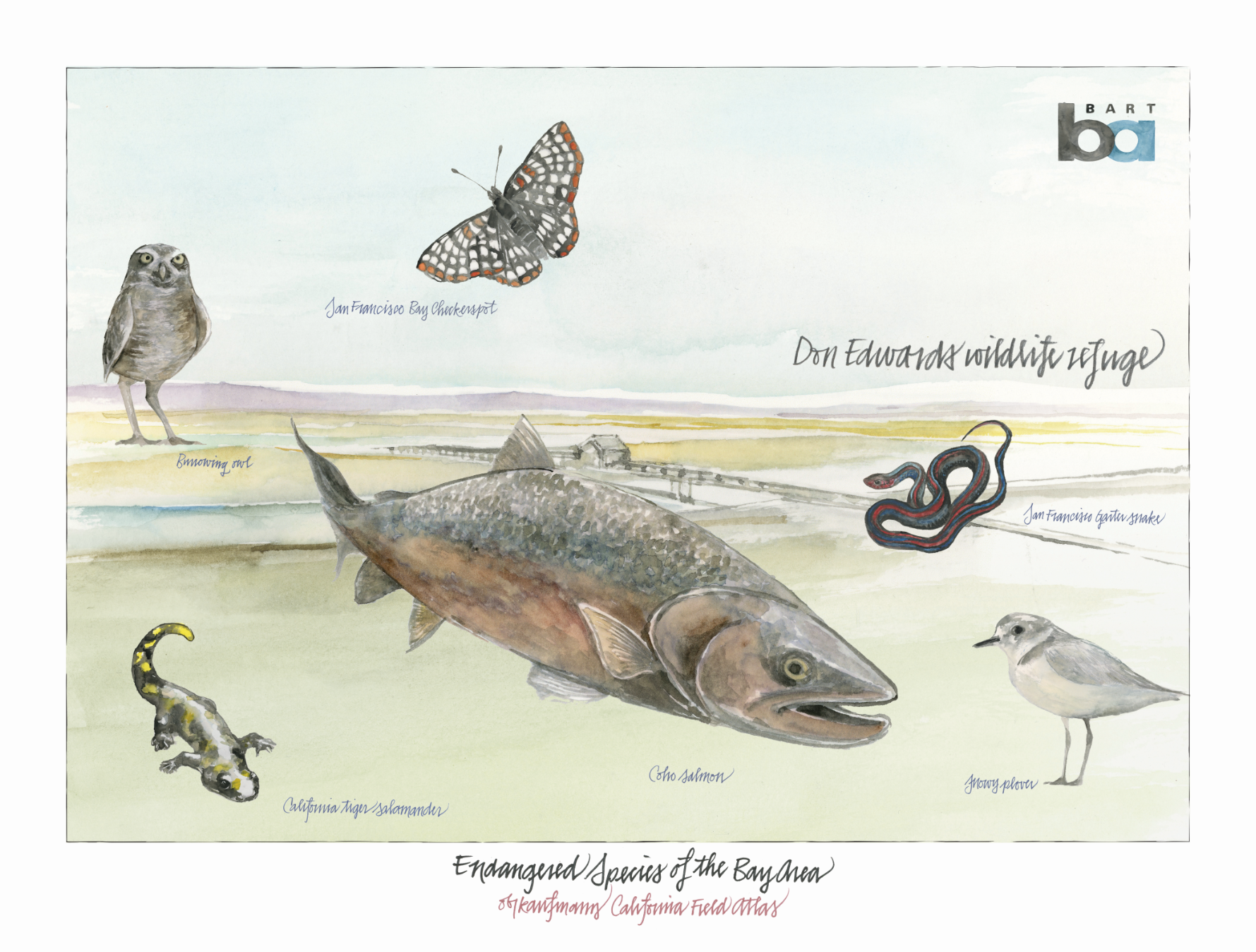 Fine Art Print - Endangered Species of the Bay