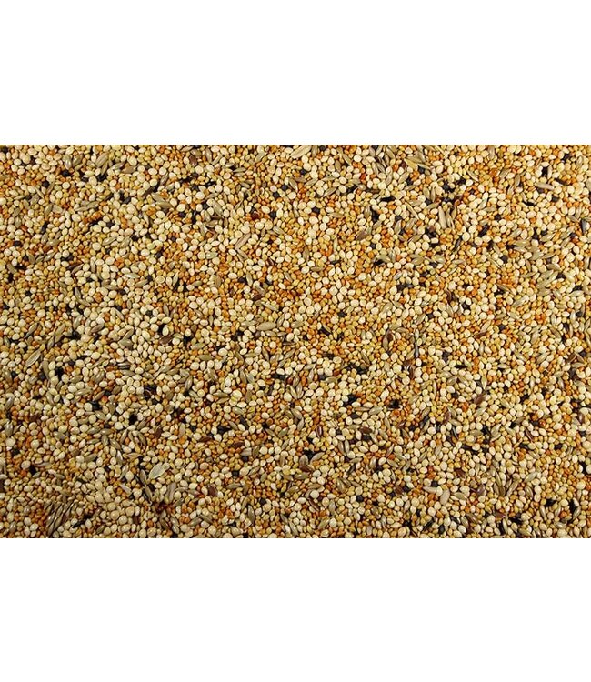 Royal Finch with Millet