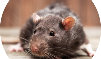 Pet Rats Megazorb For Rats MegaZorb Pine Bedding Pellets