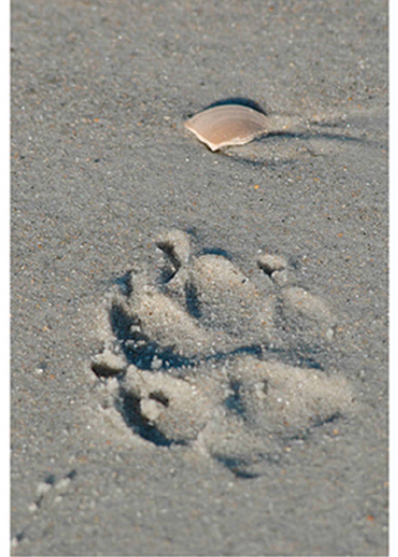 Pawprint in Sand Dog Sympathy Card