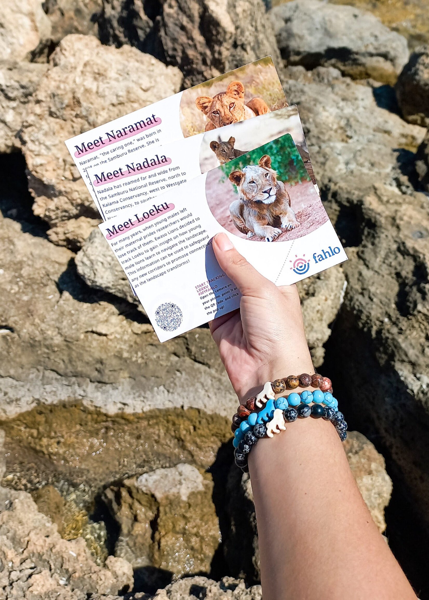 FAHLO EXCURSION BRACELET-LION-LAVA STONE | CARDSMART IN BUFFALO, NY ...