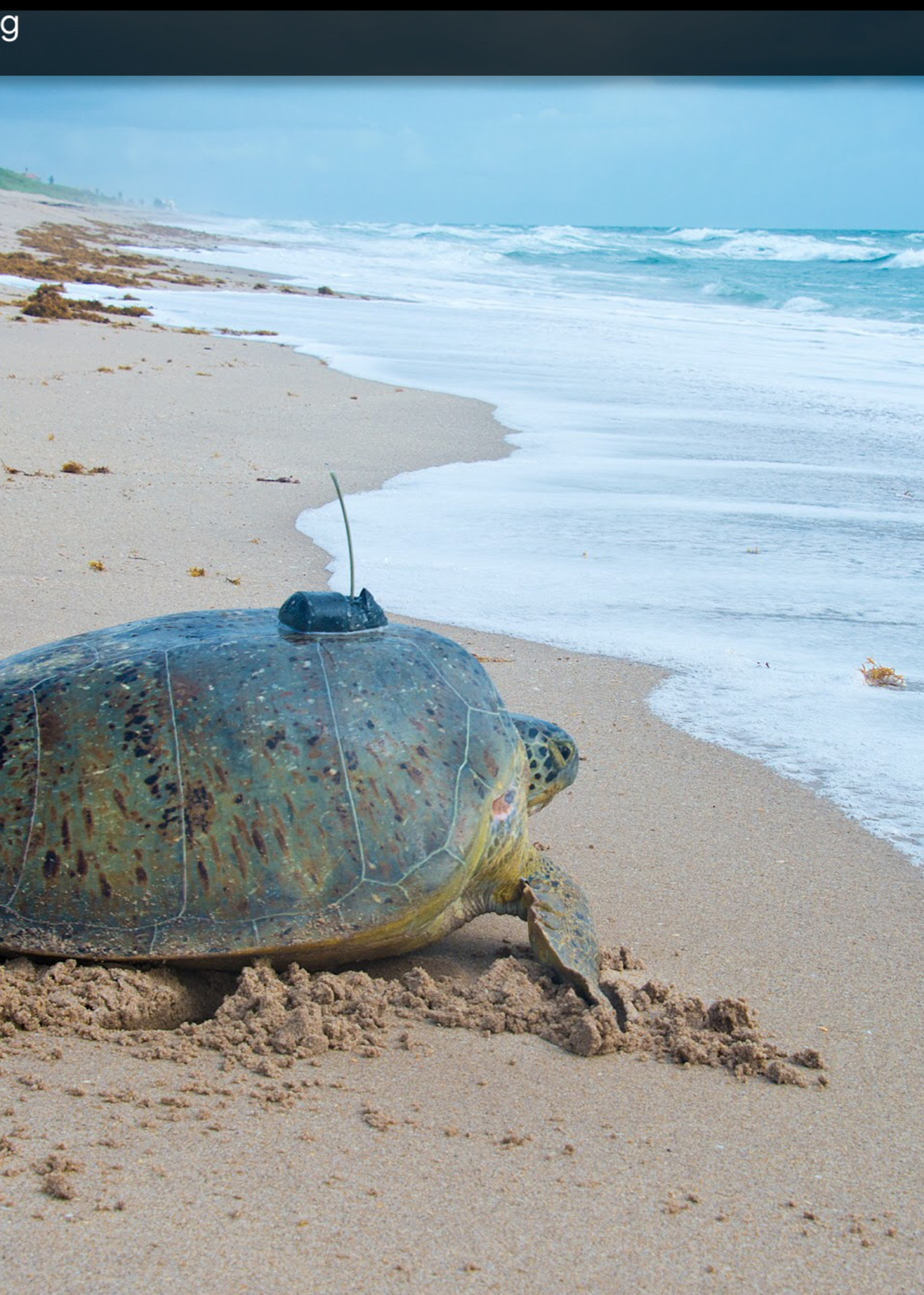 FAHLO JOURNEY BRACELET-TURTLE-SKY STONE