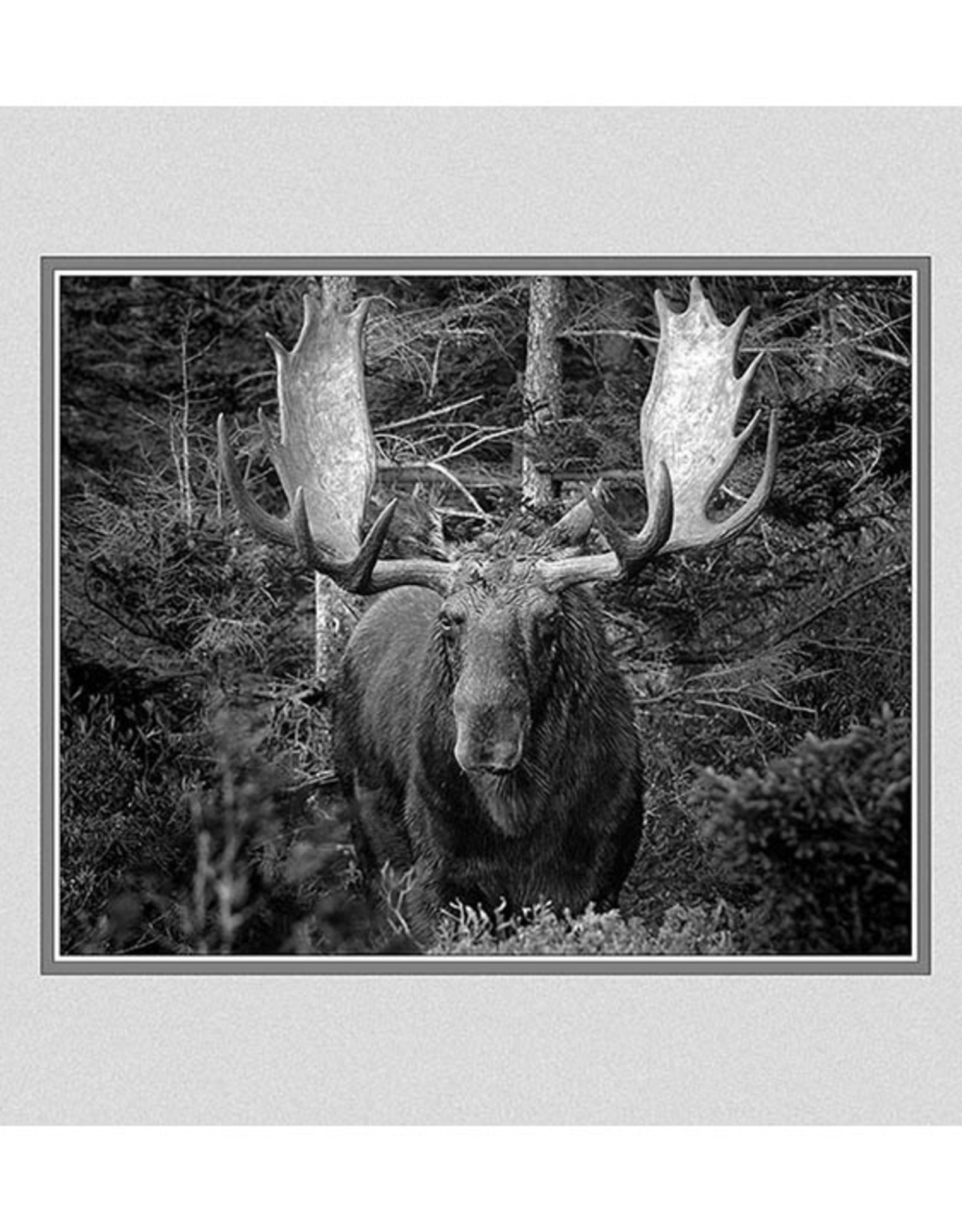 Bull Moose, Baxter State Park, Maine