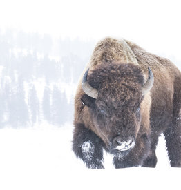 Alicia Hill Bison in the Snow, matted print