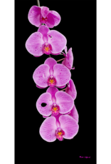 Mark Clifford Pink Orchid, 9" by 18" matted Photographic Print