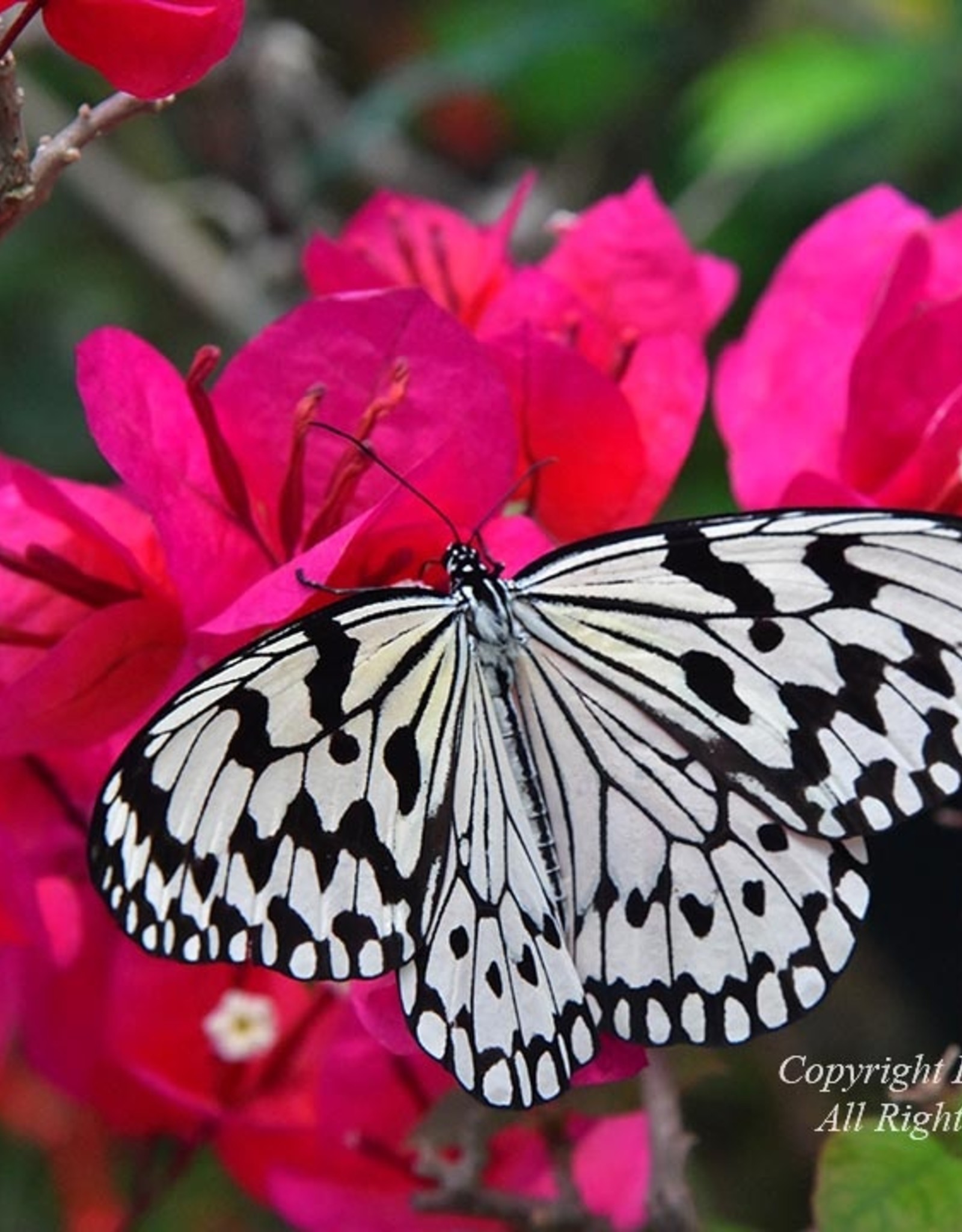 Erskine Wood Paperkite Butterfly-[CLR]-EW
