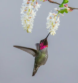 David Leonard Anna's Hummingbird Card