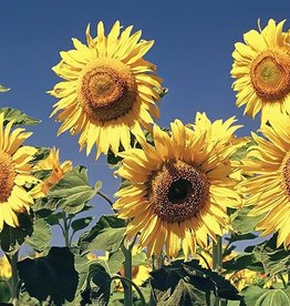 Sunflowers-[CLR]-EW