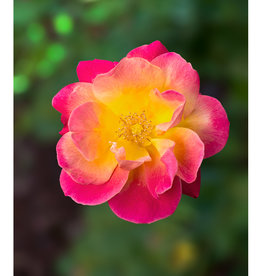 Mark Clifford Pink Rose 7 x 10 photographic print, 6 x 9 mat