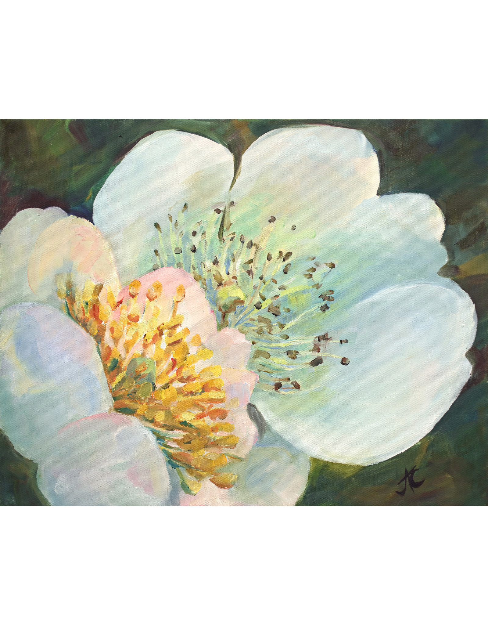 Jennifer Cook-Chrysos CD Artworks, "Pair of Blossoms", Oil on Canvas, 20 x 16