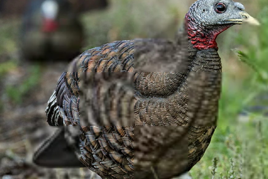 Avian X Avian X Breeder Turkey Decoy