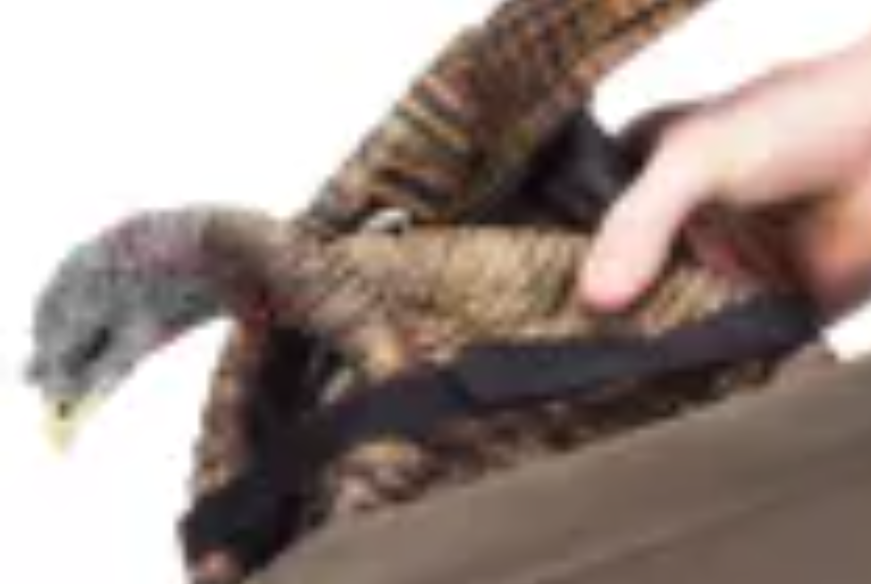 Avian X Avian X Breeder Turkey Decoy