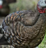 Avian X Avian X Breeder Turkey Decoy