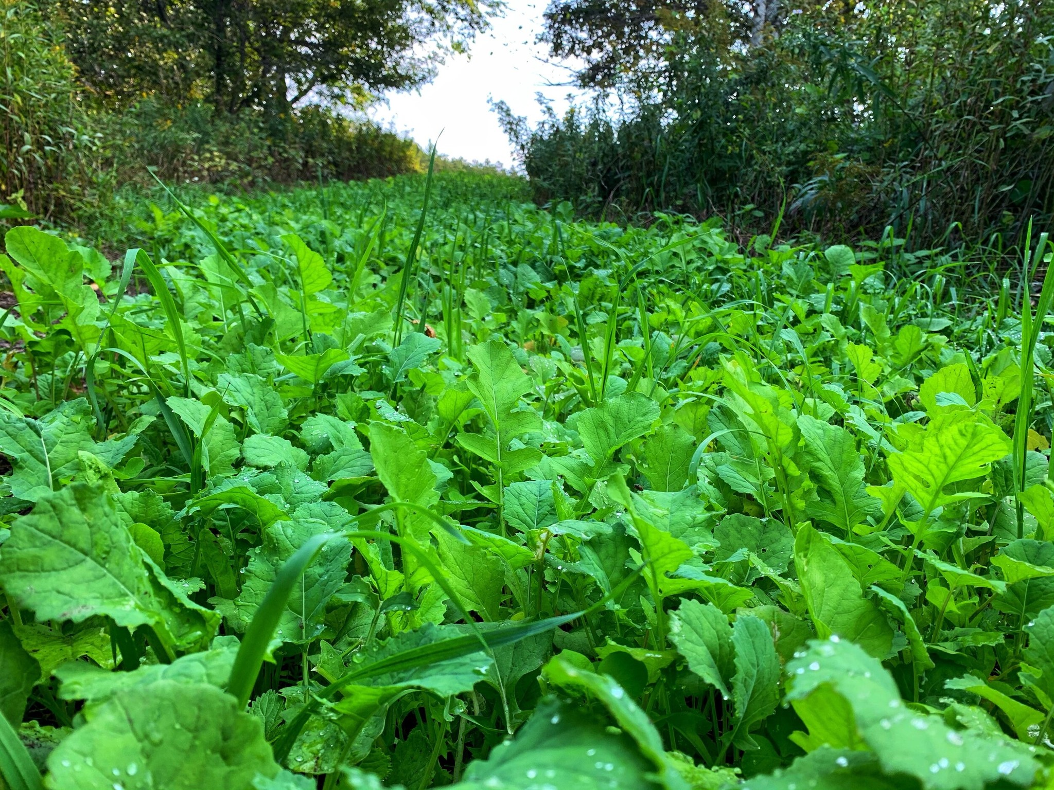 Domain Domain, No BS, Food Plot Mix