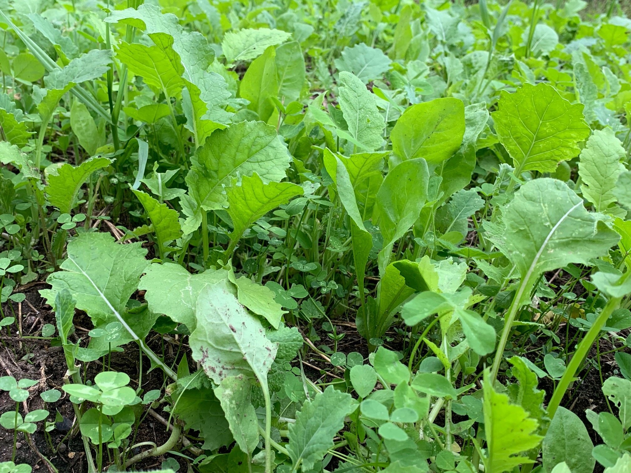 Domain Domain, Sugar Momma, Food Plot Mix