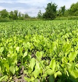 Domain Domain, Hot Chic, Food Plot Seed