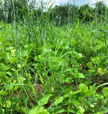 Domain Domain, Overhaul