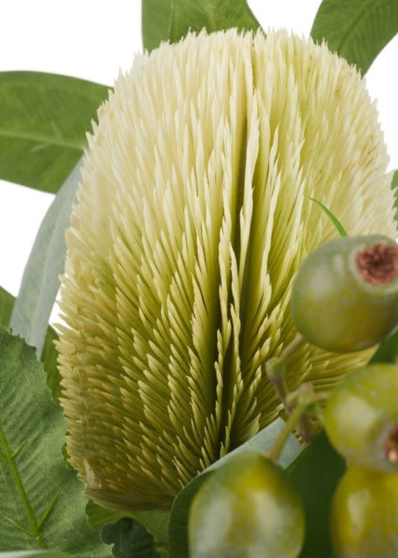 Isalbi Native Banksia Hum Nut Mix-Pail Vase