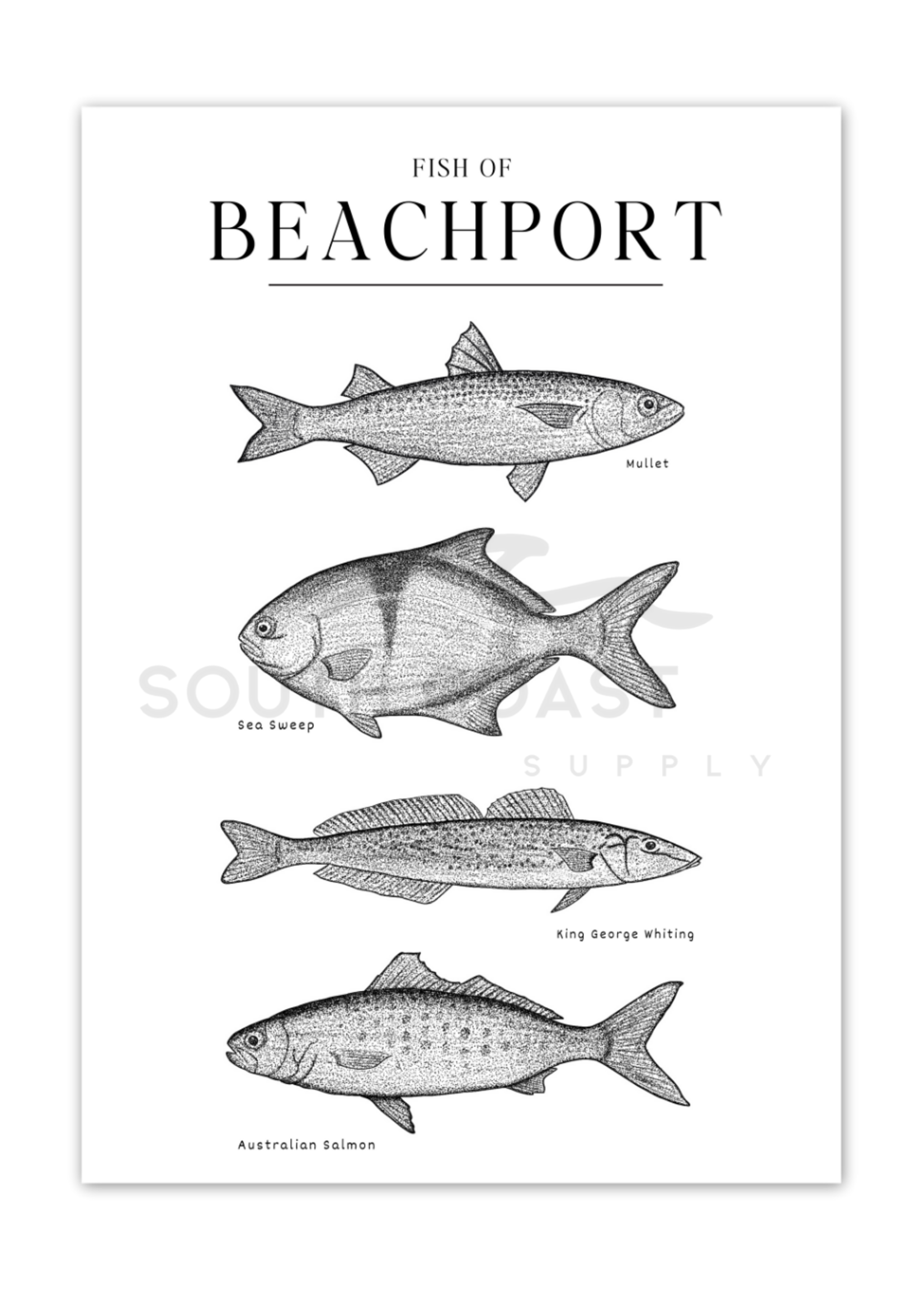 South Coast Supply Fish of Beachport - Cards