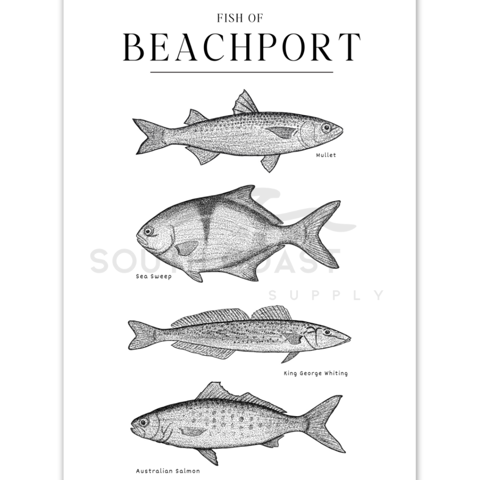 South Coast Supply Fish of Beachport - A4 Art Print